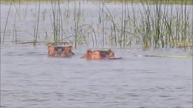 Awassa Lake In Ethiopia