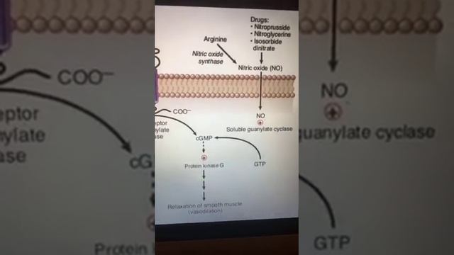 Рецепторы и гормоны смотреть онлайн