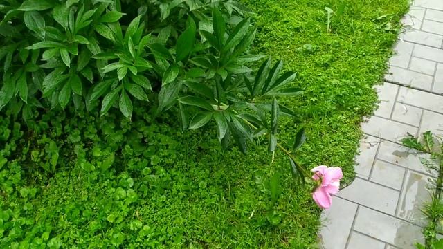 цветение пионов. подкормки для пышного цветения смотреть онлайн