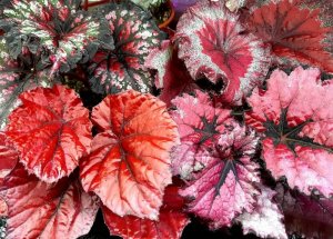 КАК Я ВЫРАЩИВАЮ БЕГОНИИ НА ФИТИЛЕ.Комнатные растения.