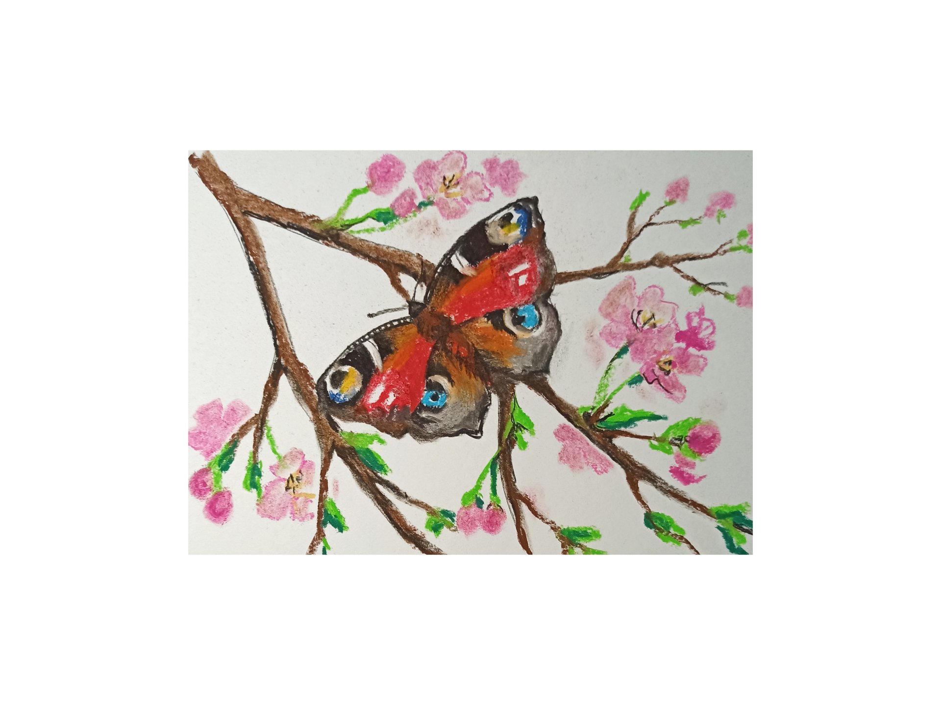 Бабочка Павлиний глаз на цветущей ветке - рисунок сухой пастелью. смотреть онлайн