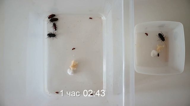 Как быстро Фас убил черных тараканов? смотреть онлайн