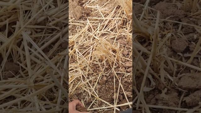 Мой первый выход и тест Minelab Equinox 900