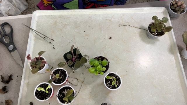 AFRICAN VIOLETS. NEWBIES-THE MOTHER LEAF IS DYING. WHAT IS THE PROBLEM? WHAT TO DO? смотреть онлайн