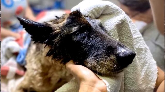 Собака взвизгнула из последних сил под черной грязью, и они услышали смотреть онлайн