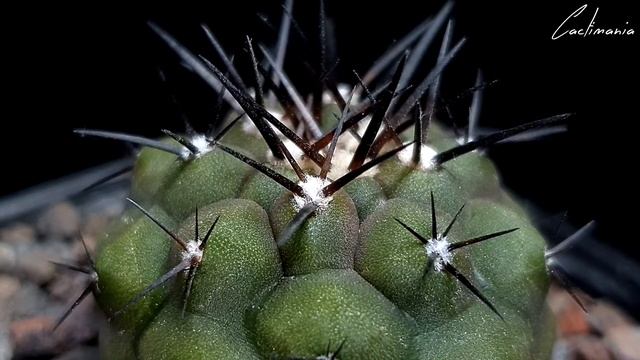 Cactus & Succulent Spotlight - Copiapoa Cinerea - Narrated By Alex Curtis