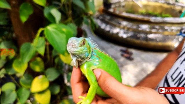 Green iguana | Pet iquana | THE DRAGON in India | പച്ച ഓന്ത് | Malayalam | Exotic pet смотреть онлайн