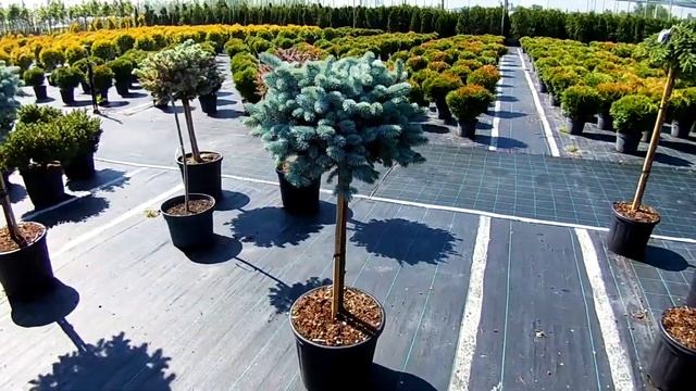 Хвойные на штамбе смотреть онлайн