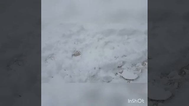 Как почистить ковер снегом смотреть онлайн