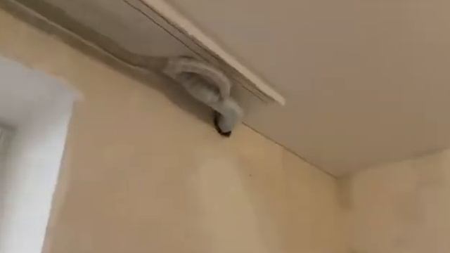 Компания "Репа" - молодцы, ребята смотреть онлайн