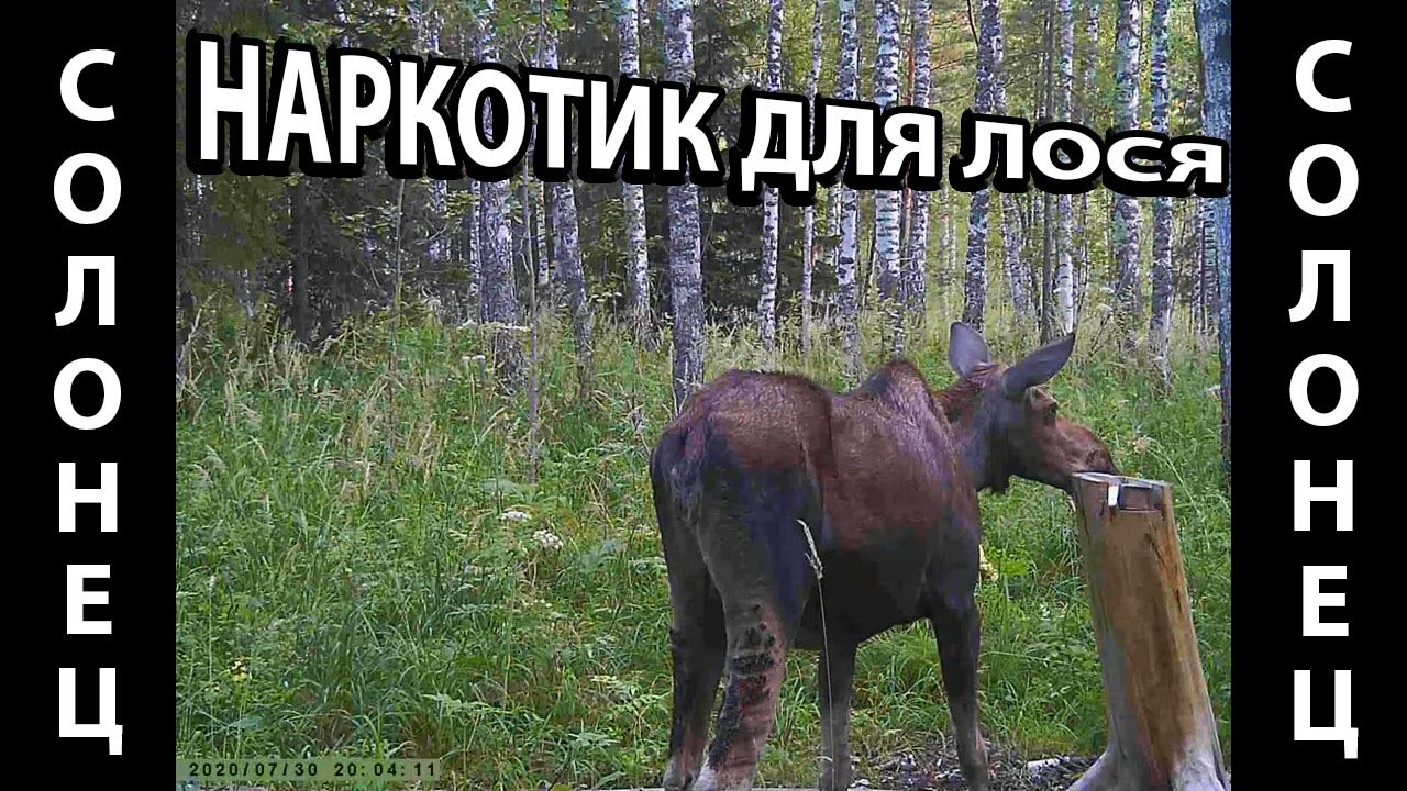 Лосиха с лосенком на солонце кадры с фотоловушки HC-802A смотреть онлайн