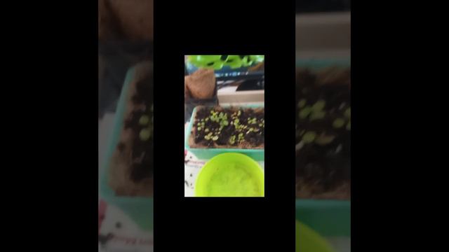 #short Peperomia Prostrata O Cadena De Tortugas ❤️❤️❤️ #plantas #suculentas  #succulents