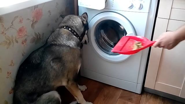 Собаке стыдно смотреть онлайн