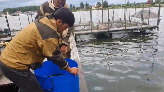ЗАРЫБЛЕНИЕ ЛИНЕМ. ПРИГЛАШАЕМ НА РЫБАЛКУ ПОЛОВИТЬ ЛИНЬКА