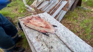 Тайга ч.6 Быстрая Разделка щуки на филе без костей, Приготовление щуки, Щука рецепты приготовления