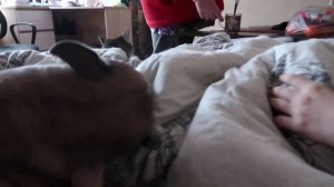 VLOG Что Даша нашла под подушкой