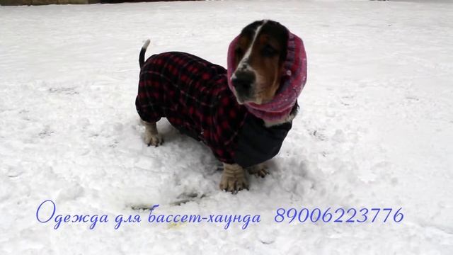 Зимние комбинезоны для бассет-хаунда, зимнее пальто для бассет-хаунда смотреть онлайн