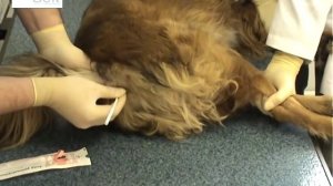 Забор проб из прямой кишки