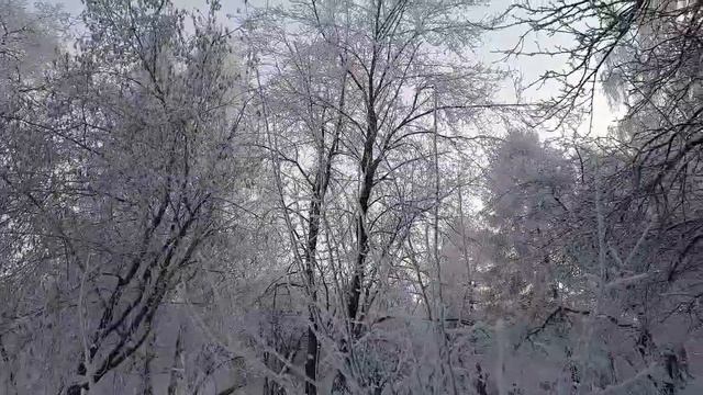 Beautiful Snow On The Trees смотреть онлайн
