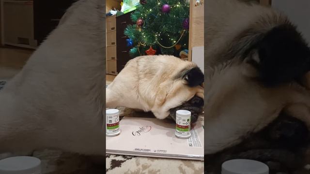 дрессировка собаки мопса❗🐶🥰♥️❤️ смотреть онлайн