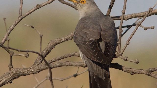Птица предсказатель - кукушка. Зачем ВЫКИДЫВАЕТ яйца?! смотреть онлайн
