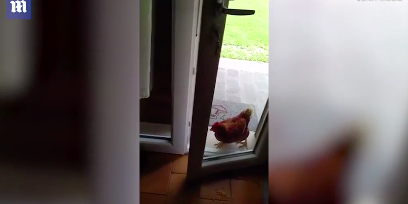 курице надо в курятник) смотреть онлайн