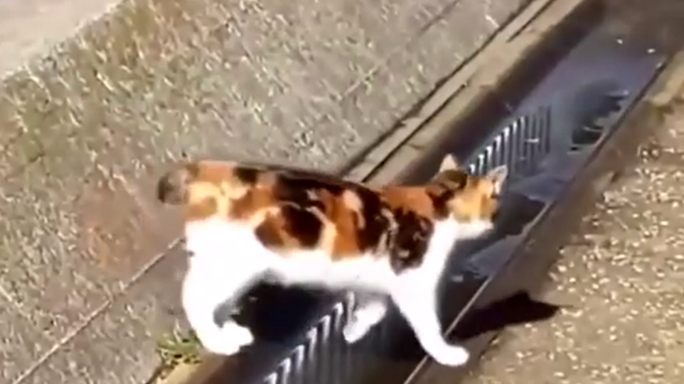 Как мыслит кошка?mp4 смотреть онлайн