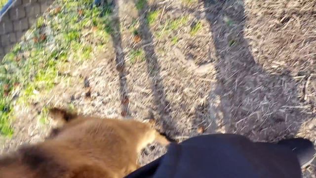 FUNNY GOATS, SAD GOATS, DONKEY KICKS & BAD JOKES (FUNnel Family Vlog) смотреть онлайн