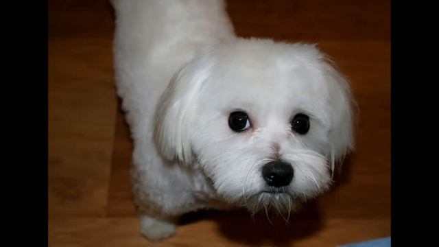 собачки мальтипу?