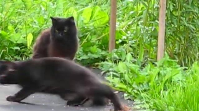 Чёрные коты.avi смотреть онлайн