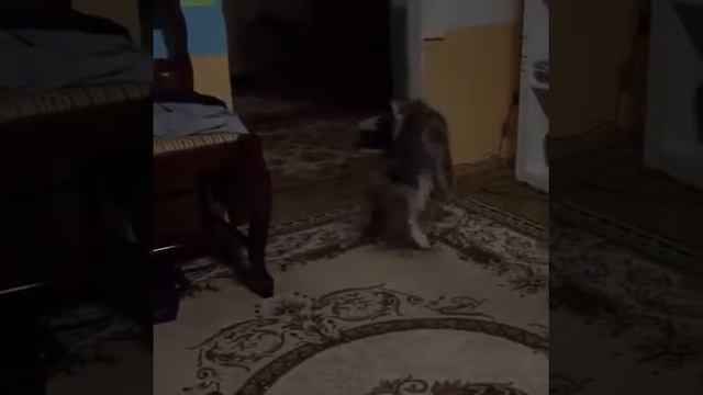 Кошка Яша ходит на задних лапах смотреть онлайн