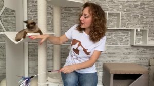 Почему Бурманская порода кошек самая лучшая. Европейская и Американская бурма. Питомник Freya Way*R