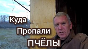Гибель или слет пчел осенью. Коллапс пчел или варроатоз пчел.