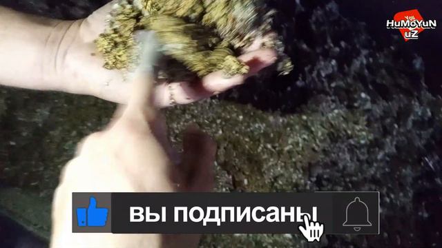 TEZ VA OSON SEMIRTIRISH SIRLARI UY SHAROITIDA 20GA YAQIN BUQA BOQISH/ТЕЗ ВА ОСОН СЕМИРТИРИШ СИРЛАРИ