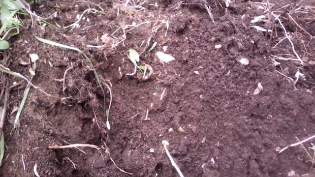 Цсп в земле 20 лет смотреть онлайн