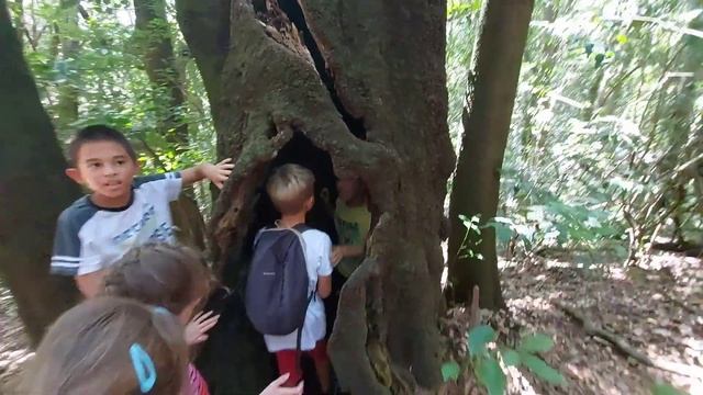 Лес Анаги. Тенерифе октябрь 2020. смотреть онлайн