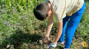 Собираем семена фацелии