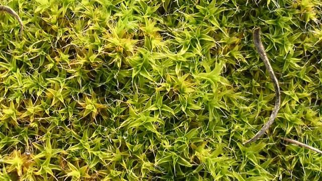 Wächter der Umwelt: Schadstoffmessung mit Hilfe von Moospflanzen смотреть онлайн