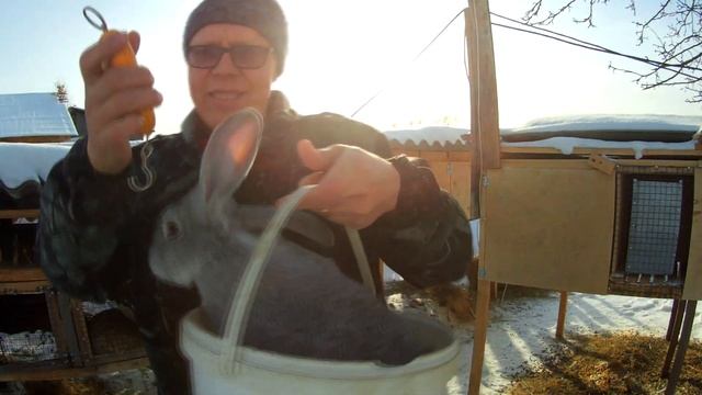 Серый Великан!!!! Какой вес в 3 месяца Был удивлён!! КРУТО!!! смотреть онлайн