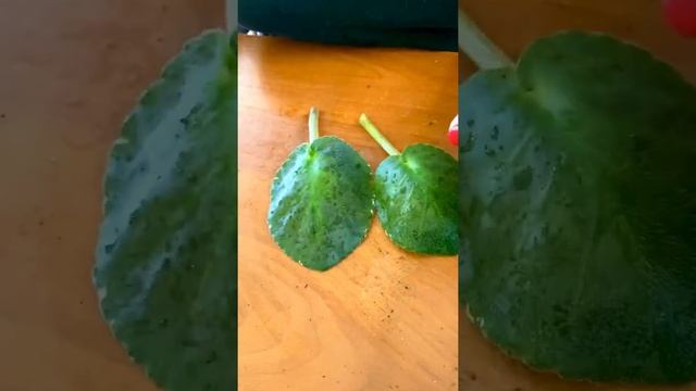 Укоренение листьев фиалок в тарелке Ч.1 смотреть онлайн