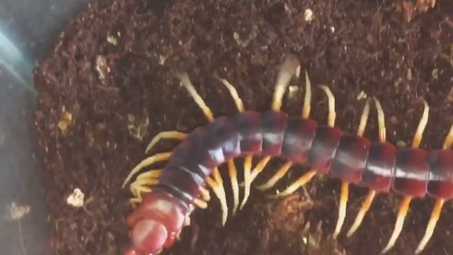 Scolopendra Gigantea White Leg Maintenance Plus Feeding смотреть онлайн