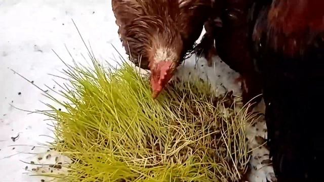 ВИТАМИНЫ КУРАМ ЗИМОЙ-VITAMINS FOR CHICKENS IN WINTER