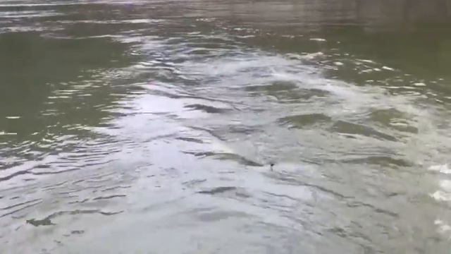 Ловля Осетра 2 метра 20-40 см поймали в Канаде смотреть онлайн