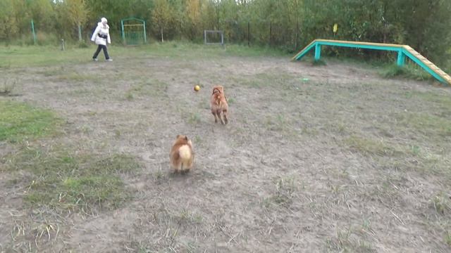 Активные игры с собаками. Шарпей и Шпиц. Собаки. Playing Ball With The Dogs.