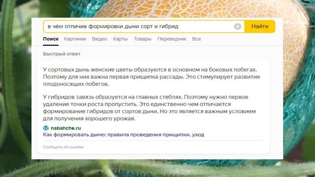 Формирование дыни в теплице Разрушаю интернет мифы смотреть онлайн