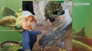 Сома можно прикормить и вот как это сделать! Чем прикормить сома? Как прикормить сома?