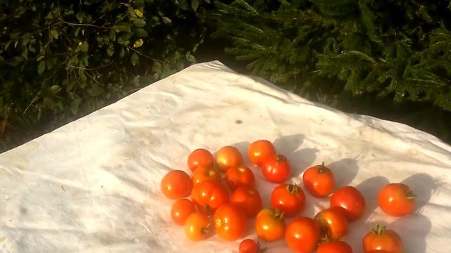 Про ранний сибирский сорт помидор.Для средней полосы России. смотреть онлайн