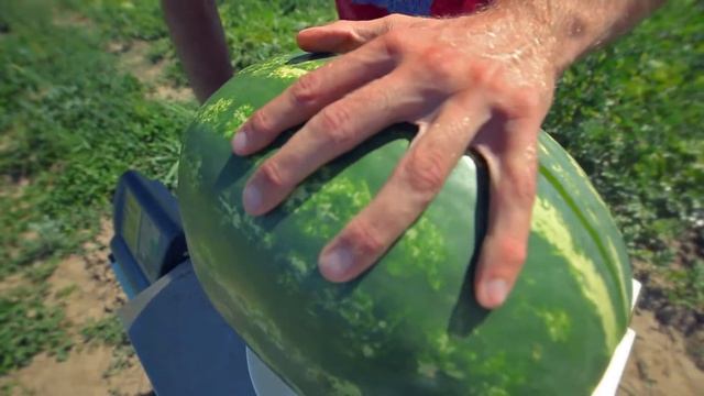 Арбуз Колоссео F1. Обзор. Цвет который должен иметь каждый арбуз. смотреть онлайн
