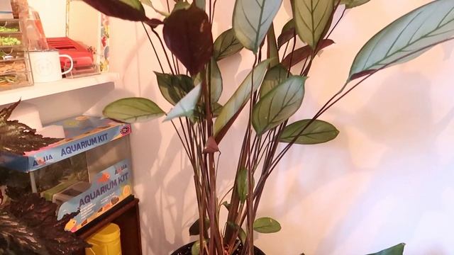 REPOTTING MY CTENANTHE AMAGRIS FEAT. NEW ADDITION TO MY PRAYER PLANT COLLECTION | Myra Murison смотреть онлайн