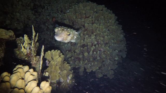 Фугу или иглобрюх (BALLOONFISH) смотреть онлайн